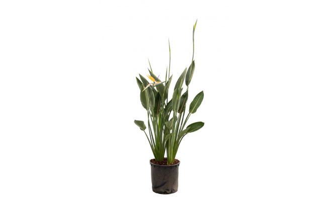 Strelitzia Reginae, pot 35 cm, h 150 cm