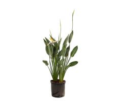 Strelitzia Reginae, pot 35 cm, h 150 cm