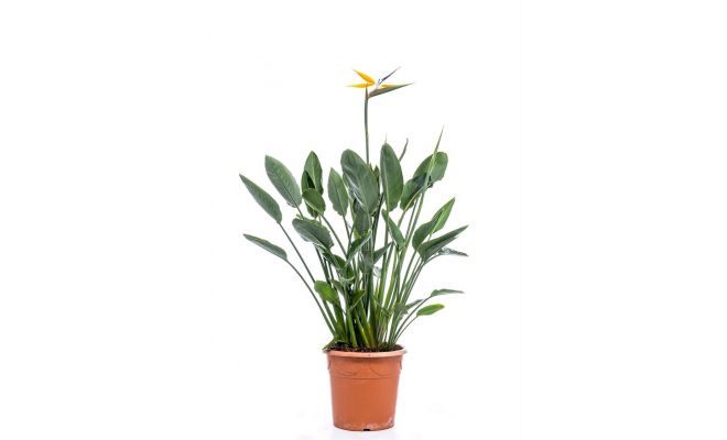 Strelitzia reginae, pot 40 cm, hoog 90 cm - afbeelding 1
