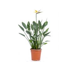 Strelitzia reginae, pot 40 cm, hoog 90 cm - afbeelding 2