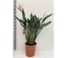 Strelitzia reginae, pot 40 cm, hoog 90 cm - afbeelding 2