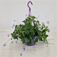 Streptocarpus saxorum, hangpot 19 cm - afbeelding 1