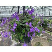 Streptocarpus saxorum, hangpot 19 cm - afbeelding 2