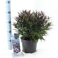 Strobilanthes anisophyllus Brunetthy, pot 19 cm, h 25 cm   h - afbeelding 3