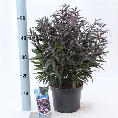 Strobilanthes anisophyllus Brunetthy, pot 19 cm, h 25 cm   h - afbeelding 1