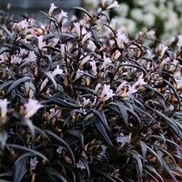 Strobilanthes anisophyllus Brunetthy, pot 19 cm, h 25 cm   h - afbeelding 4