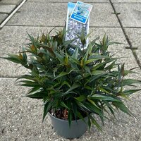 Strobilanthes anisophyllus Brunetthy, pot 19, h 50 cm - afbeelding 5