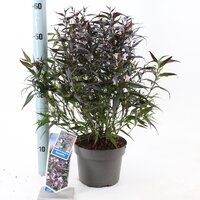 Strobilanthes anisophyllus Brunetthy, pot 19, h 50 cm - afbeelding 1