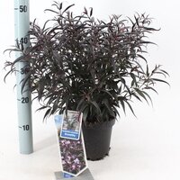 Strobilanthes anisophyllus Brunetthy, pot 19, h 50 cm - afbeelding 2