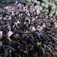 Strobilanthes anisophyllus Brunetthy, pot 19, h 50 cm - afbeelding 4