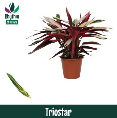 Stromanthe sanguin. 'Triostar, pot 19 cm, h 75 cm