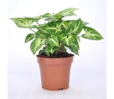 Syngonium 'Arrow, pot 12 cm, h 25 cm - afbeelding 2