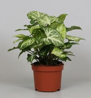 Syngonium  'Arrow, pot 12 cm, h 25 cm - afbeelding 2