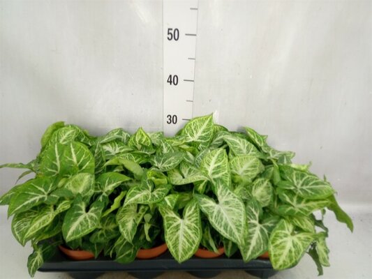 Syngonium  'Arrow, pot 12 cm, h 20 cm