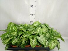 Syngonium  'Arrow, pot 12 cm, h 20 cm