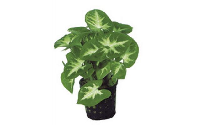 SYNGONIUM PIXII 5CM POT