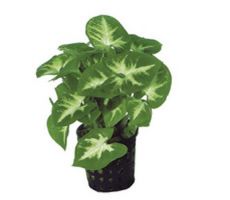 SYNGONIUM PIXII 5CM POT