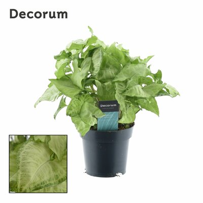 Syngonium  'White Butterfly, pot 14 cm, h 35 cm