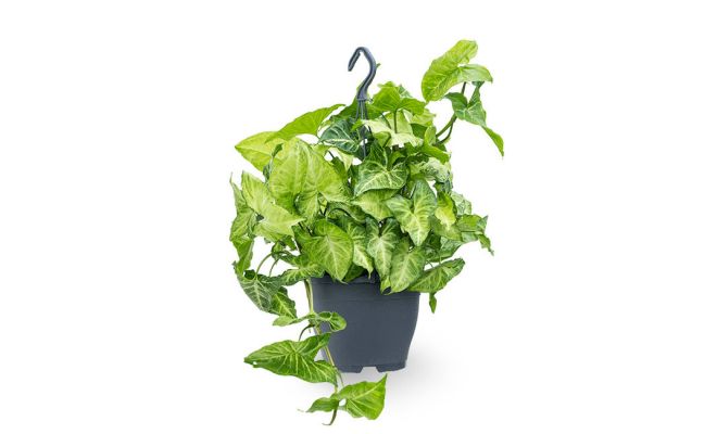 Syngonium  'White Butterfly, pot 19 cm, h 45 cm