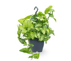 Syngonium 'White Butterfly, pot 19 cm, h 45 cm
