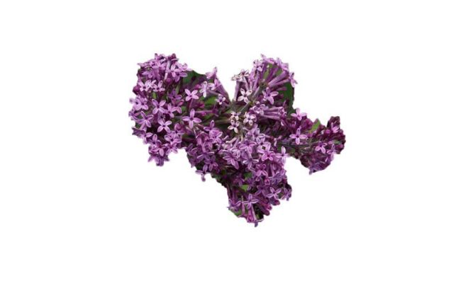 Syringa Bloomerang Dark Purple, pot 23 cm, h 100 cm
