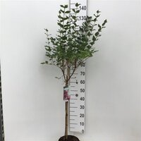 syringa dark purple, op stam, pot 22 cm, h 120 cm - afbeelding 1