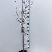 syringa dark purple, op stam, pot 22 cm, h 120 cm - afbeelding 2