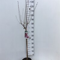 syringa josee, op stam, pot 22 cm, h 120 cm - afbeelding 2