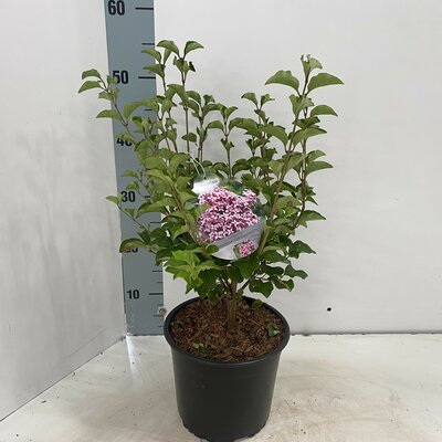 Syringa mey. flowerfesta pink, pot 19 cm, h 50 cm