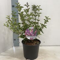Syringa mey. flowerfesta purple, pot 19 cm, h 50 cm