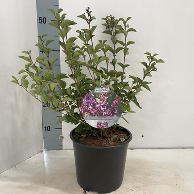 Syringa mey. flowerfesta purple, pot 23 cm, h 50 cm
