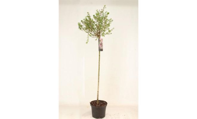 Syringa Meyeri Palibin, pot 23 cm, h 100 cm - afbeelding 1