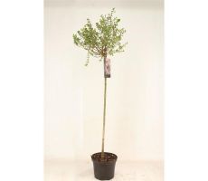 Syringa Meyeri Palibin, pot 23 cm, h 100 cm - afbeelding 1