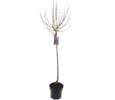 Syringa Meyeri Palibin, pot 23 cm, h 100 cm - afbeelding 2