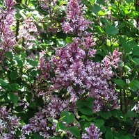 Syringa Meyeri Palibin, pot 23 cm, h 100 cm - afbeelding 3