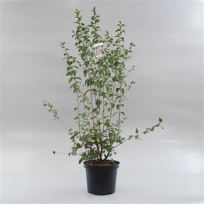 syringa microphylla superba, pot 28 cm, h 110 cm