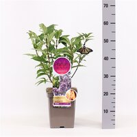 syringa villosae royalty, pot 21 cm, h 40 cm - afbeelding 1