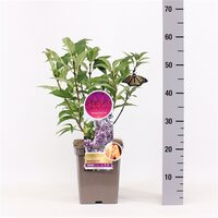 syringa villosae royalty, pot 21 cm, h 40 cm - afbeelding 2