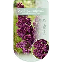 syringa vulgaris andenken an ludwig spath, pot 26 cm, h 100 cm