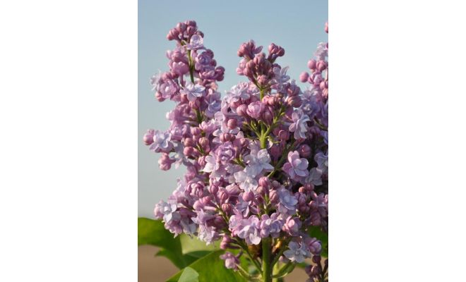 Syringa Vulgaris Michel Buchner, h 60 cm