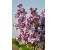 Syringa Vulgaris Michel Buchner, h 60 cm