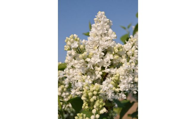 Syringa Vulgaris MME Lemoine, h 60 cm