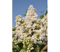 Syringa Vulgaris MME Lemoine, h 60 cm