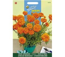 Tagetes er. hawaii fl.pl. 1g - afbeelding 1