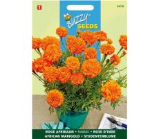 Tagetes er. hawaii fl.pl. 1g - afbeelding 2