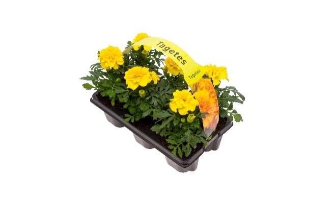 Tagetes Patula