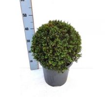 Taxus Baccata, bolvorm 30/35 cm