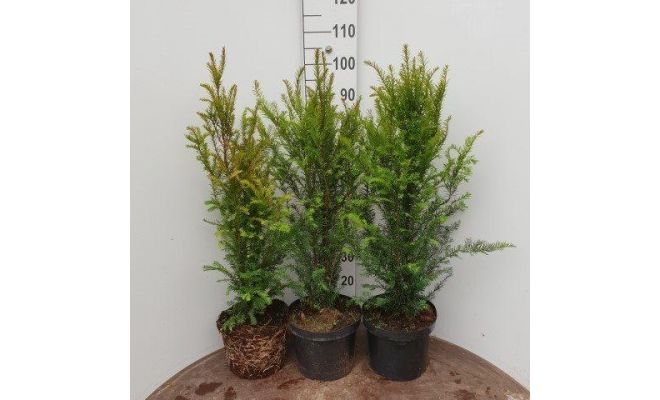 Taxus Baccata, h 60-80 cm - afbeelding 1