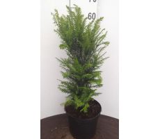 Taxus Baccata, h 60-80 cm - afbeelding 2