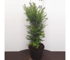 Taxus Baccata, h 60-80 cm - afbeelding 3